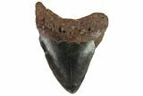 Bargain, Fossil Megalodon Tooth - North Carolina #91647-1